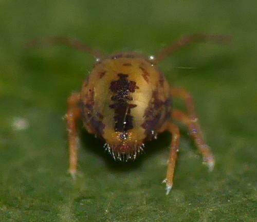 Dicyrtomina ornata